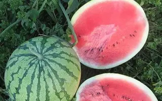 СИНЧЕВСКИЙ