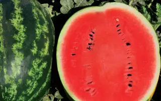 КРИМСОН СПРИНТ