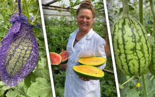 БЛАГОДАТНЫЙ