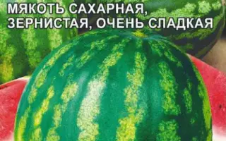 РАННИЙ КУБАНИ