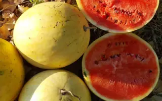 ПОДАРОК СОЛНЦА