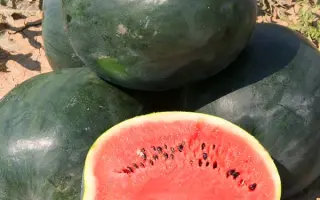 СИБИРСКИЕ ОГНИ