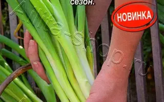 МЕЧ КЛАДЕНЕЦ