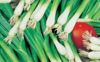 ЖИРНОЛИСТНЫЙ