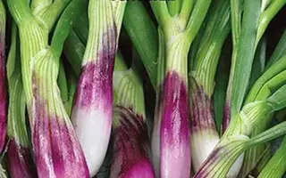 ЗЕЛЕНАЯ ПОЛЯНКА