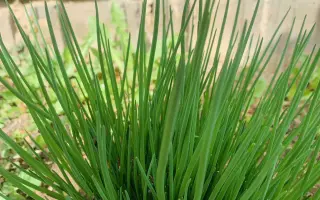 ПЕРВАЯ ЗЕЛЕНЬ