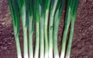 ГРИН БАННЕР