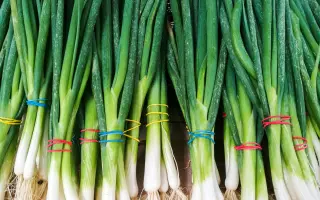 ИЗУМРУДНЫЙ