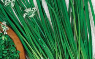 ЗВЕЗДОЧЕТ ПЛЮС