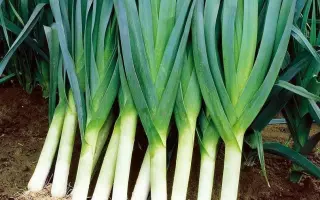 КАРАНТАНСКИЙ