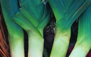 ДИВО ДИВНОЕ