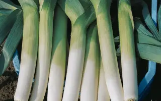 ОСЕННИЙ КРАСАВЕЦ