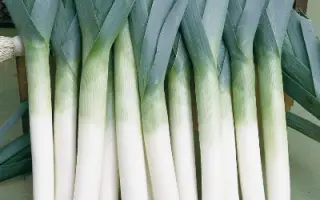 ХОБОТ СЛОНА