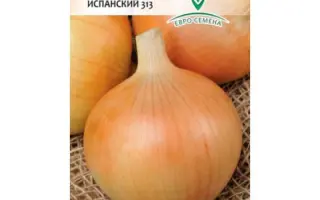 ИСПАНСКИЙ 313