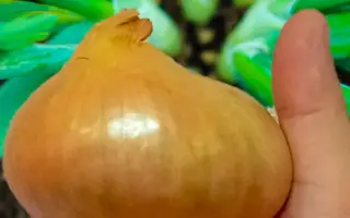 ПОГАРСКИЙ МЕСТНЫЙ УЛУЧШЕННЫЙ