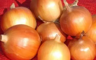 РОСТОВСКИЙ РЕПЧАТЫЙ МЕСТНЫЙ