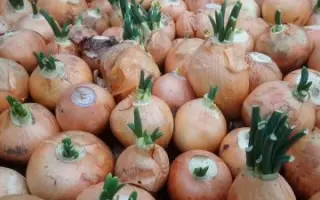 КАРАТАЛЬСКИЙ