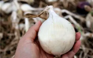 ДИАМАНТИ БРУНО