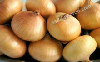 МЯЧКОВСКИЙ 300