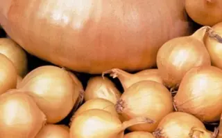 ШТУТТГАРТЕР РИЗЕН