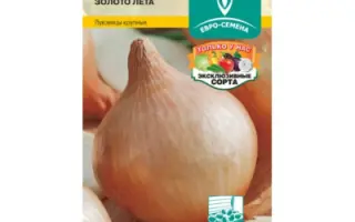 ЗОЛОТО ЛЕТА