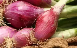 КРАСНЫЙ САЛАТНЫЙ