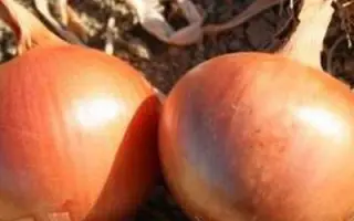 ВОЛГОДОНЕЦ