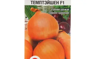 ТЕМПТЭЙШЕН