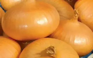 ЗОЛОТЫЕ КУПОЛА