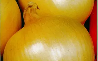 СЛАВА ОЖАРОВА