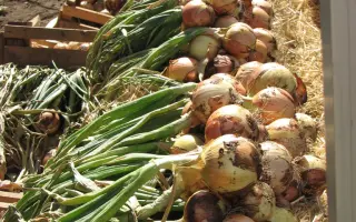 КУЗЬМИЧЕВСКИЙ