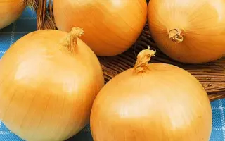 ЗОЛОТИСТЫЙ СЕМКО