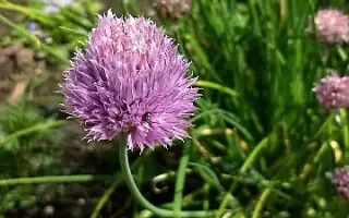 ОЧАРОВАНИЕ