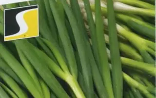 СНЕЖНАЯ КОРОЛЕВА