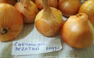 СИБИРСКИЙ ЖЕЛТЫЙ