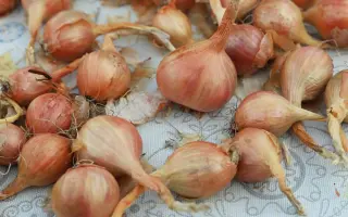 ЛЮБЯЩЕЕ СЕРДЦЕ