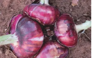 ИСТОБЕНСКИЙ