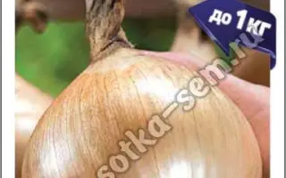 ЗОЛОТО АЛТАЯ