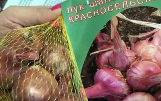 КРАСНОСЕЛЬСКИЙ