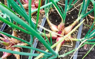 БАЖЕНОВСКИЙ