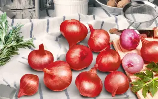 УРАЛЬСКИЙ КРАСНЫЙ