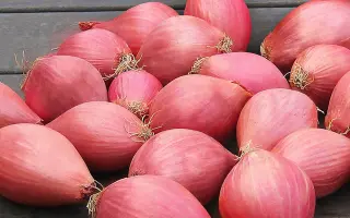 ЧЕЛЯБИНСКИЙ РОЗОВЫЙ