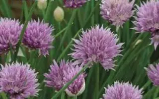 ВЕСНА СЕВЕРА