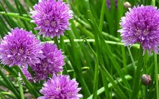 СИРЕНЕВЫЙ ЗВОН