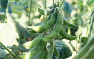 ВИЛАНА БЕТА