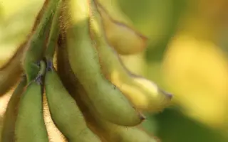 РЖТ САТЕЛИЯ