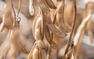 ЭН АРГУМЕНТ