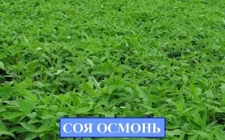 ОСМОНЬ