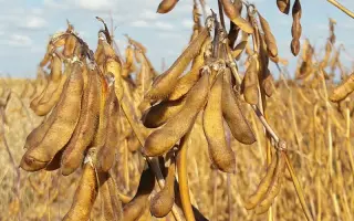 ОАК ПРУДЕНС