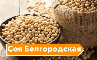 БЕЛГОРОДСКАЯ 6